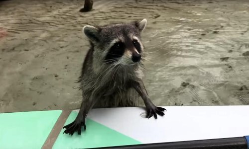 Ovaj rakun je bezobrazan i nevjerojatno hrabar