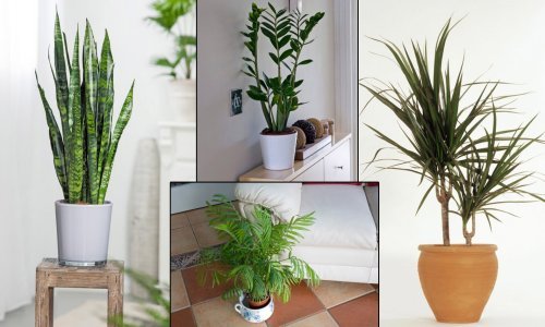 Nimalo zahtjevne sobne biljke koje uspijevaju i na tamnim mjestima