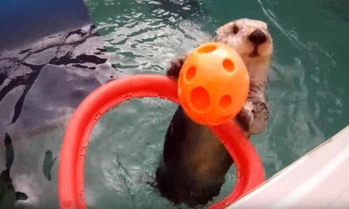 Prekrasna vidra zakucava kao velika