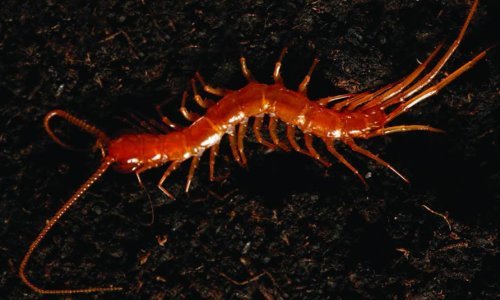 Na Velebitu pronađena nova vrsta grabežljive špiljske strige s 30 nogu