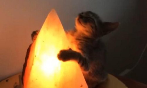 Ovaj mačić treba topao zagrljaj