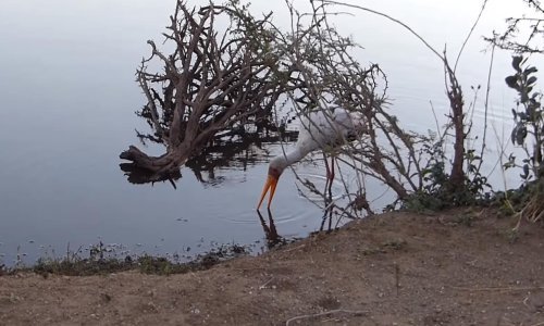 Krokodil napao rodu, i netko je to snimio