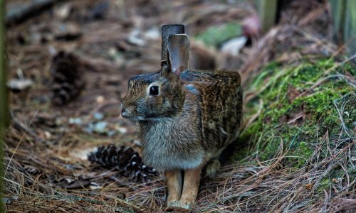 Zašto su lažne fotografije toliko popularne za vrijeme katastrofa?