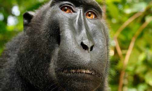 Majmun Naruto nije dobio autorska prava na selfieje, ali svejedno može biti zadovoljan