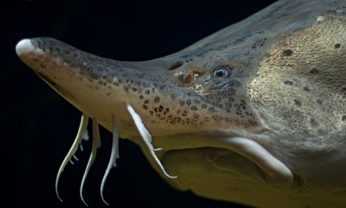 Slavonci kreću s uzgojem gotovo izumrlih riječnih čudovišta, očekuju dobru zaradu