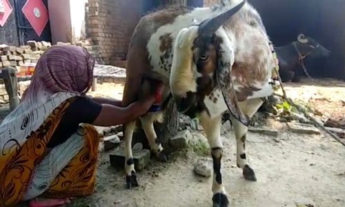 Litra samo 4,5 kune: U najnapučenijem dijelu svijeta muzu jarce