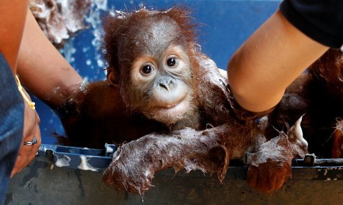 Mali orangutani spoznali da postoje i dobri ljudi