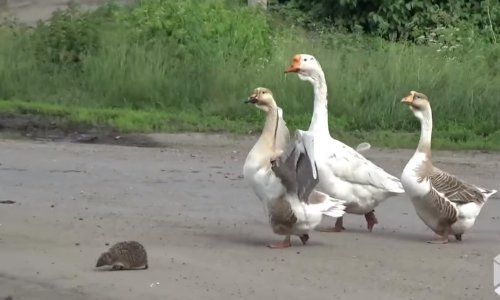 Guske ježu pomogle prijeći cestu