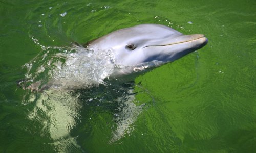 Bizarno: Arheolozi iskopali truplo pliskavice na groblju svećenika