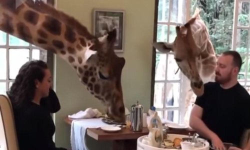 Doručak nije doručak dok za stolom nisu žirafe
