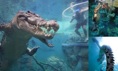 Volite gledati hranjenje životinja - što kažete na Kavez smrti?