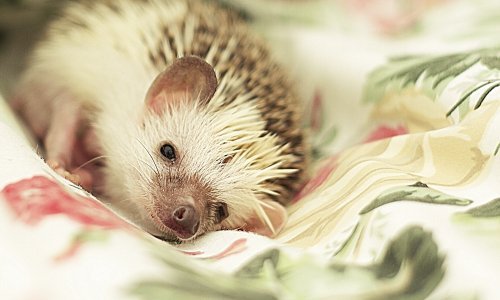 Ježevi kao kućni ljubimci? Možda ipak ne