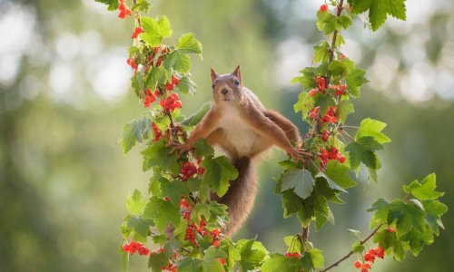 Vjeverica radi što i inače, ali ovo je najluđi video koji ćete danas vidjeti