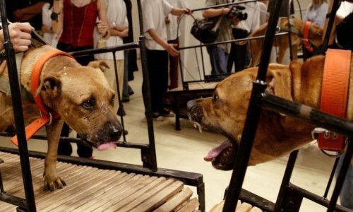 Guggenheim ustuknuo pod teškim pritiskom: Povukli radove s psima i tetoviranim svinjama