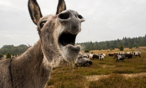 Neregistrirani magarac ugrizao auto, štetu plaćaju vlasnici životinje