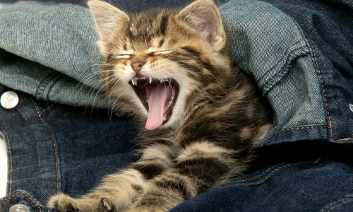 Zašto se mačke toliko protežu