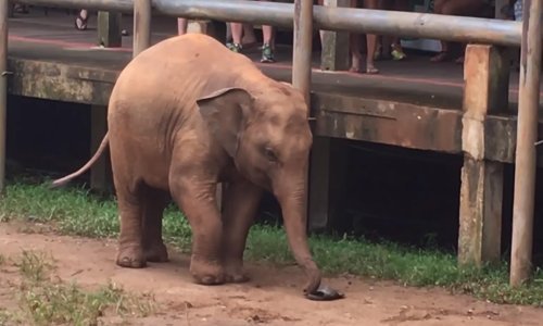 Neodoljivi slonić pokušava obuti čuvarovu sandalu
