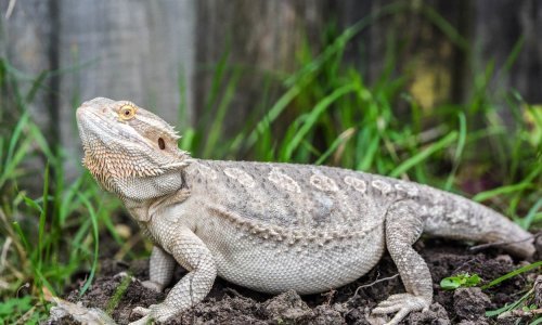 Zakopali su mrtvog ljubimca - nakon pet tjedana šetao im se travnjakom