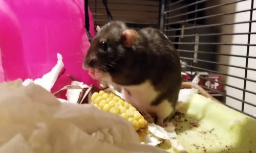 Ovo je jedan fino odgojen štakor