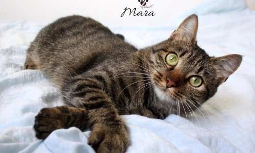 Tražite ljubimca? Ovi siročići traže dom!