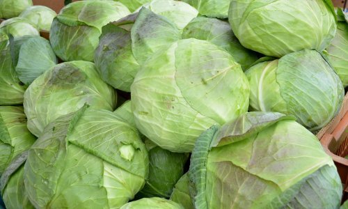 S njive kod Josipdola ukradeno šest tona zelja