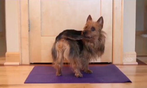 Treba li vam jači argument za vježbanje joge?