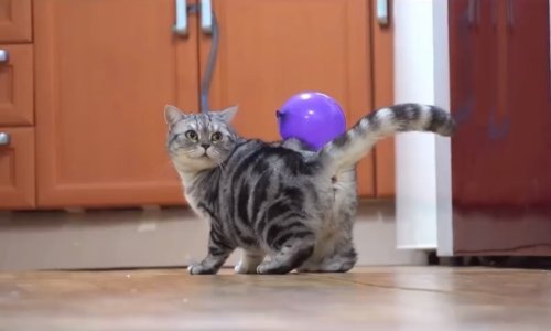 Kad je statički elektricitet u pitanju, mačkama nije do šale