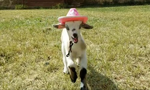 Što će vam uljepšati dan? Kozlići s kaubojskim šeširima!