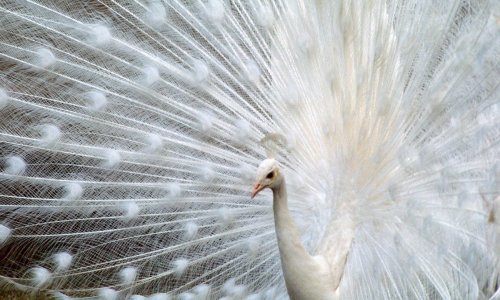 Neobičnu ljepotu ove rijetke životinje duguju malom nedostatku