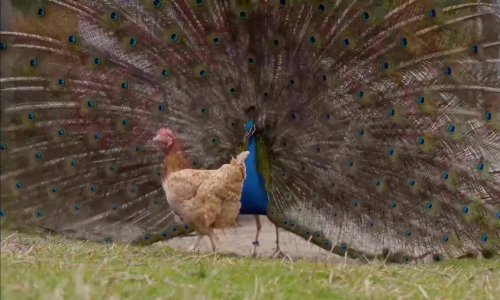 Paun pokušao zavesti kokoš