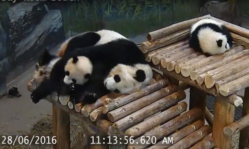 Razveselite se kompilacijom padajućih pandi