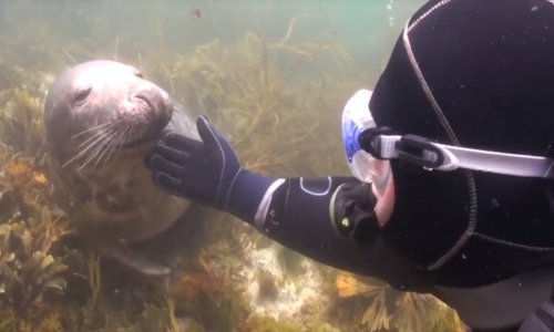 Zaronio je i duboko ispod vode ugledao umiljatog tuljana