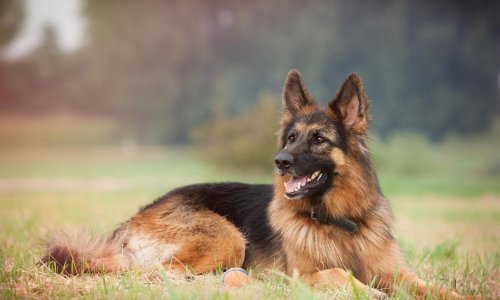 Jeste li za trajnu sterilizaciju pasa i mačaka lutalica u Zagrebu? Javna rasprava završava danas