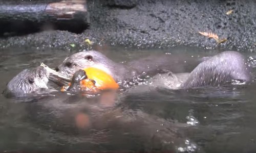 Razigrane vidre jedva su dočekale bundevu