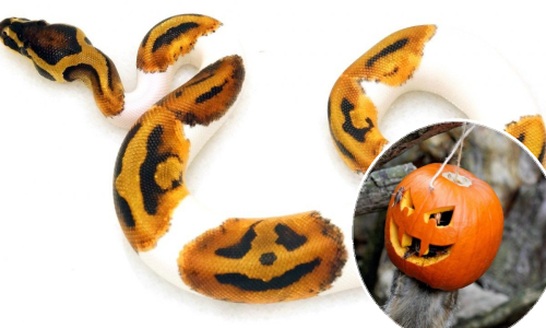 Tko izaziva više jeze u vama - piton ili merkati?