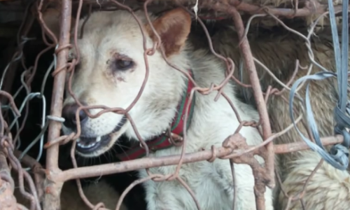 U Kini jedu pse, a Zapad je licemjeran!