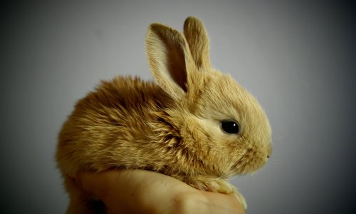 Oprezno s instalacijom ovog programa ili će Zločesti zec zaraziti vaše računalo