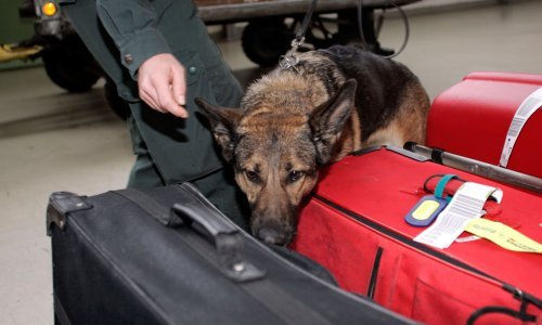 Austrijanci policijskim psima na Turke, oni tjedan dana kasnije uzvratili istom mjerom