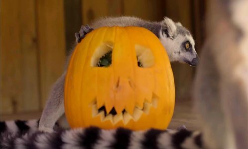 Evo kako australske životinje slave Noć vještica