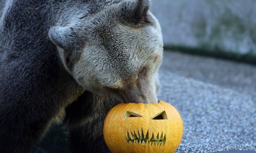 Fotografija medvjeda u Crikvenici na Halloween izazvala lavinu komentara