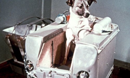 Na današnji dan prije 60 godina Lajka je prokrčila ljudima put u svemir