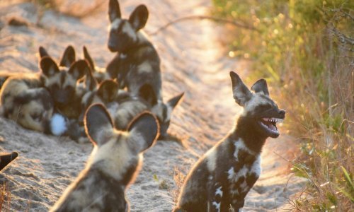 Nasmijte se uz najkomičnije fotografije divljih životinja