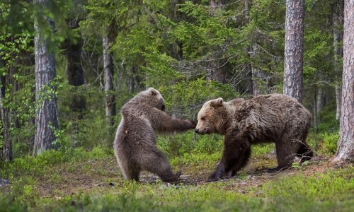 Medvjed na Velebitu teško ozlijedio umirovljenika, život mu spasili psi