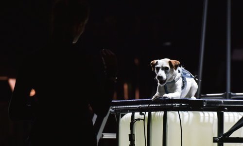 Četveronožna Cheeky raspametila opernu publiku