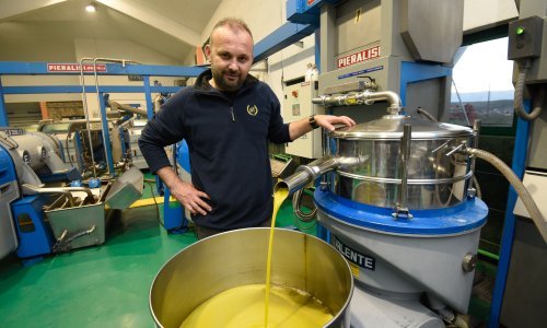 Zvijezda otkupljuje maslinovo ulje s hrvatskih OPG-a