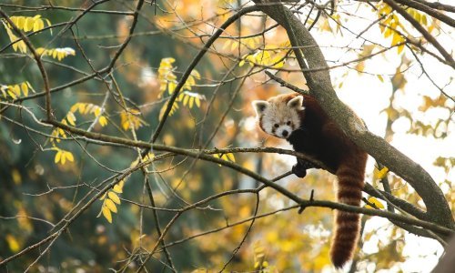 Zoološki vrt grada Zagreba proslavio Dan crvenih pandi