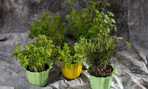 Od ovih biljaka komarci dokazano bježe