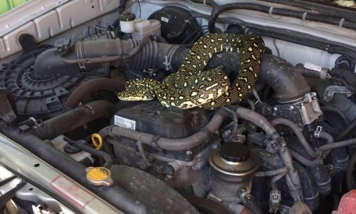 Kako biste vi reagirali da pod poklopcem motora pronađete pitona?