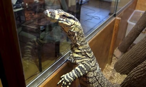 Je li guštera moguće dresirati poput psa?