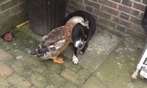 Patka čisti svog najboljeg prijatelja – psa!